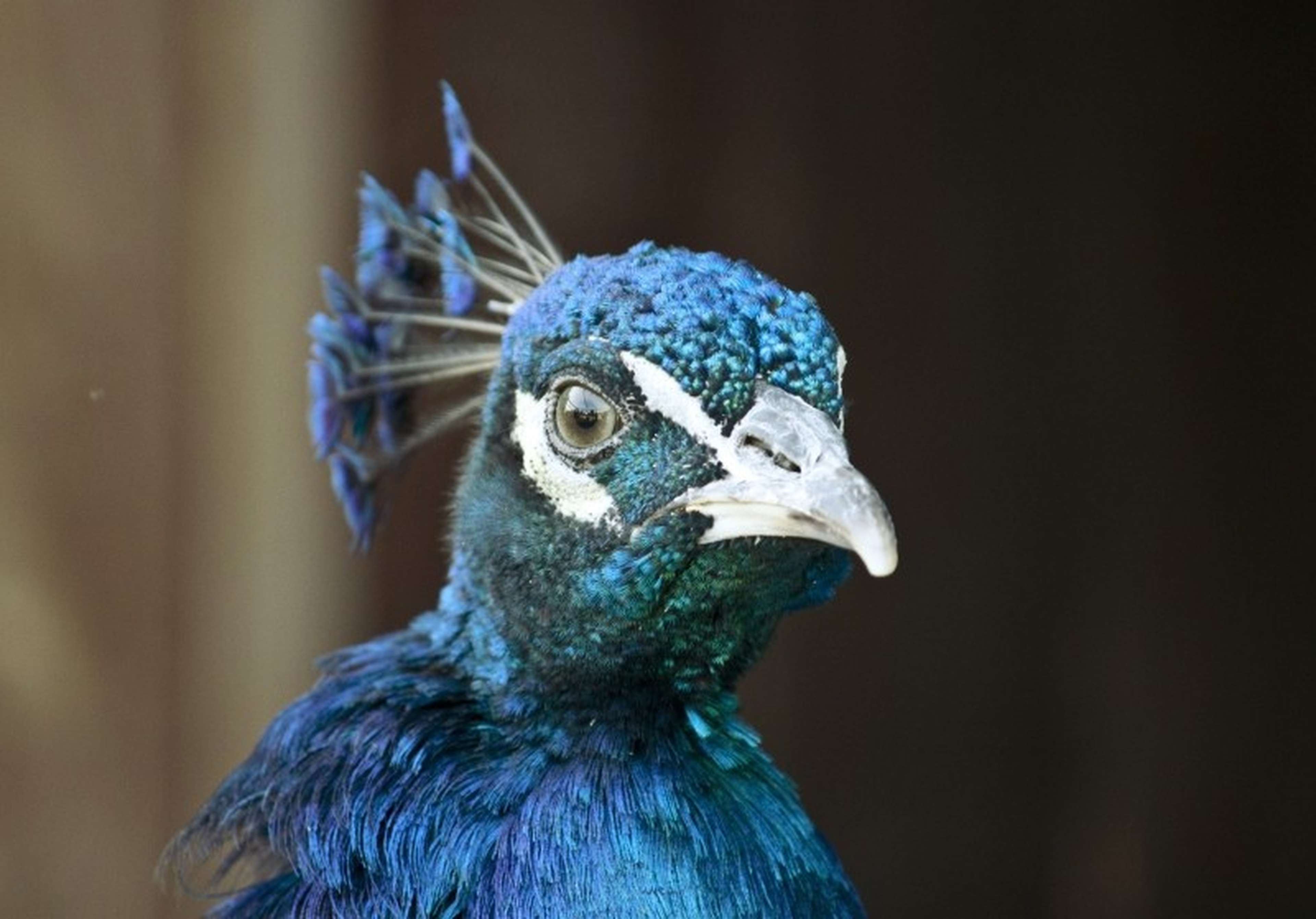 /assets/images/upload/2-portrait-of-blue-peacock.jpg