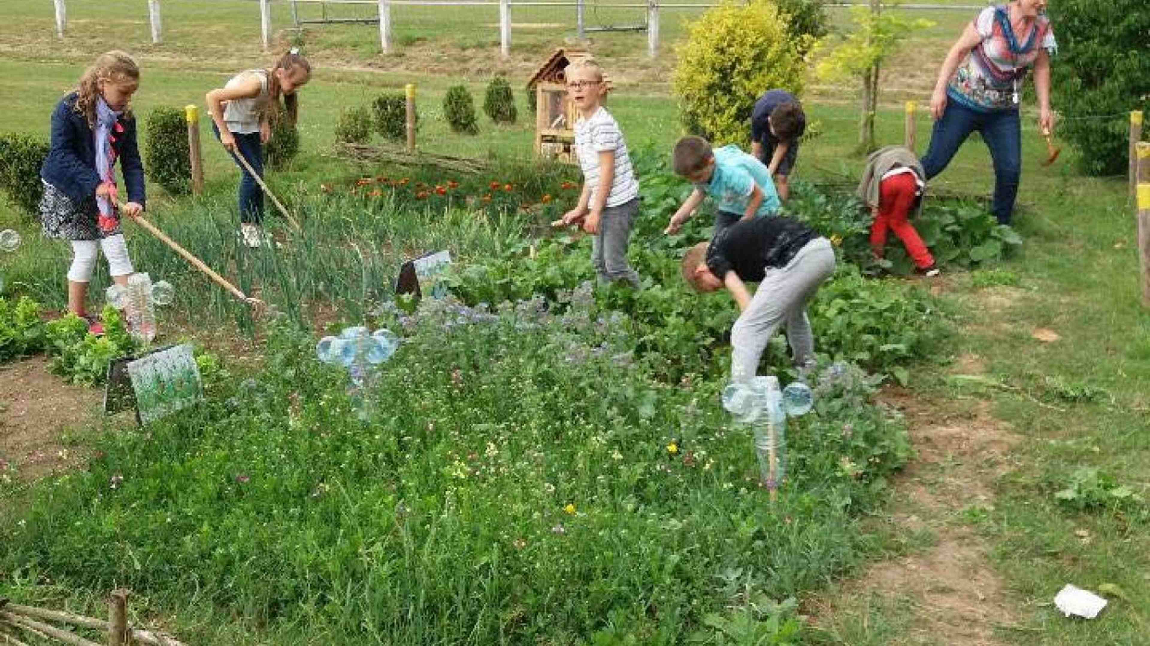 /assets/images/upload/Ecole potager.jpg