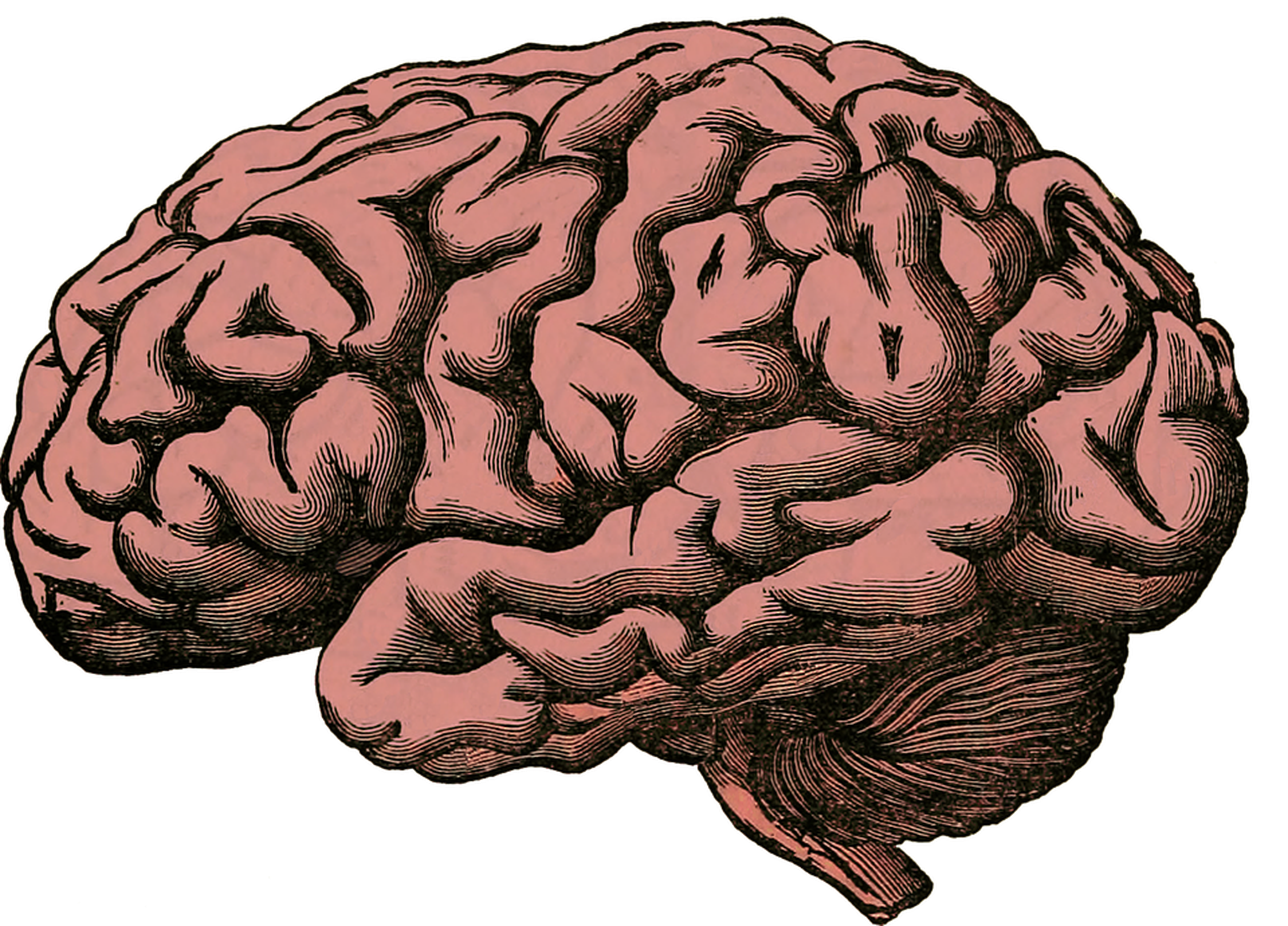 /assets/images/upload/brain-512758_960_720.png