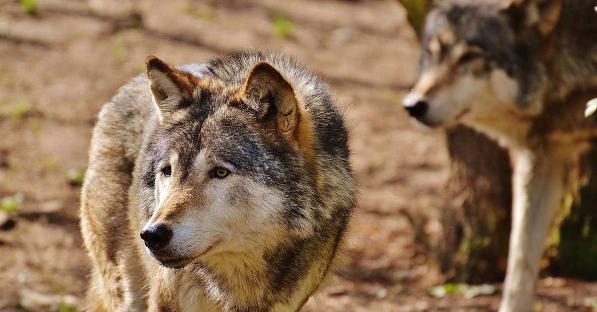 Êtes-vous sensible à la cause animale