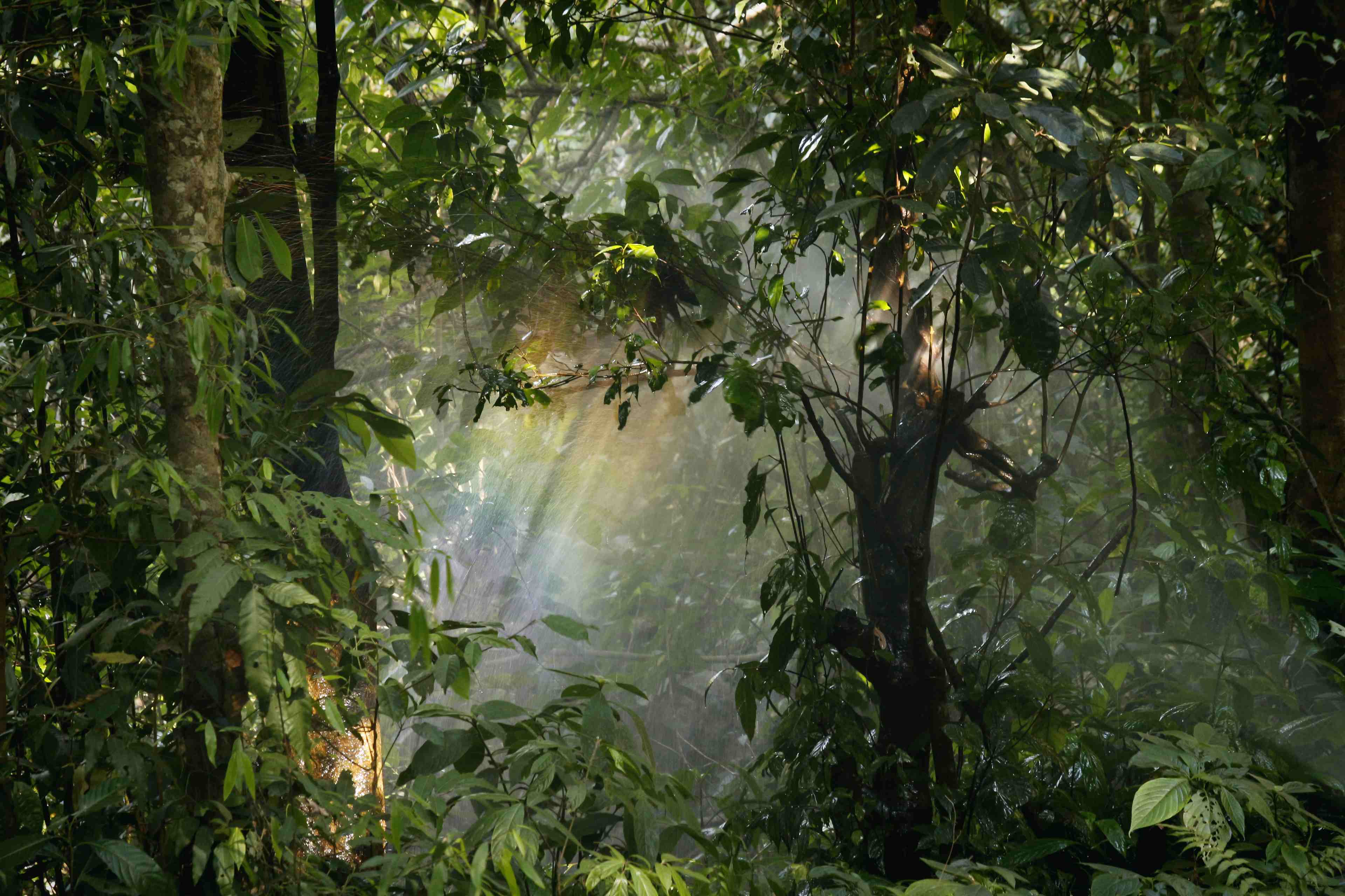 /assets/images/upload/Jungle.jpeg