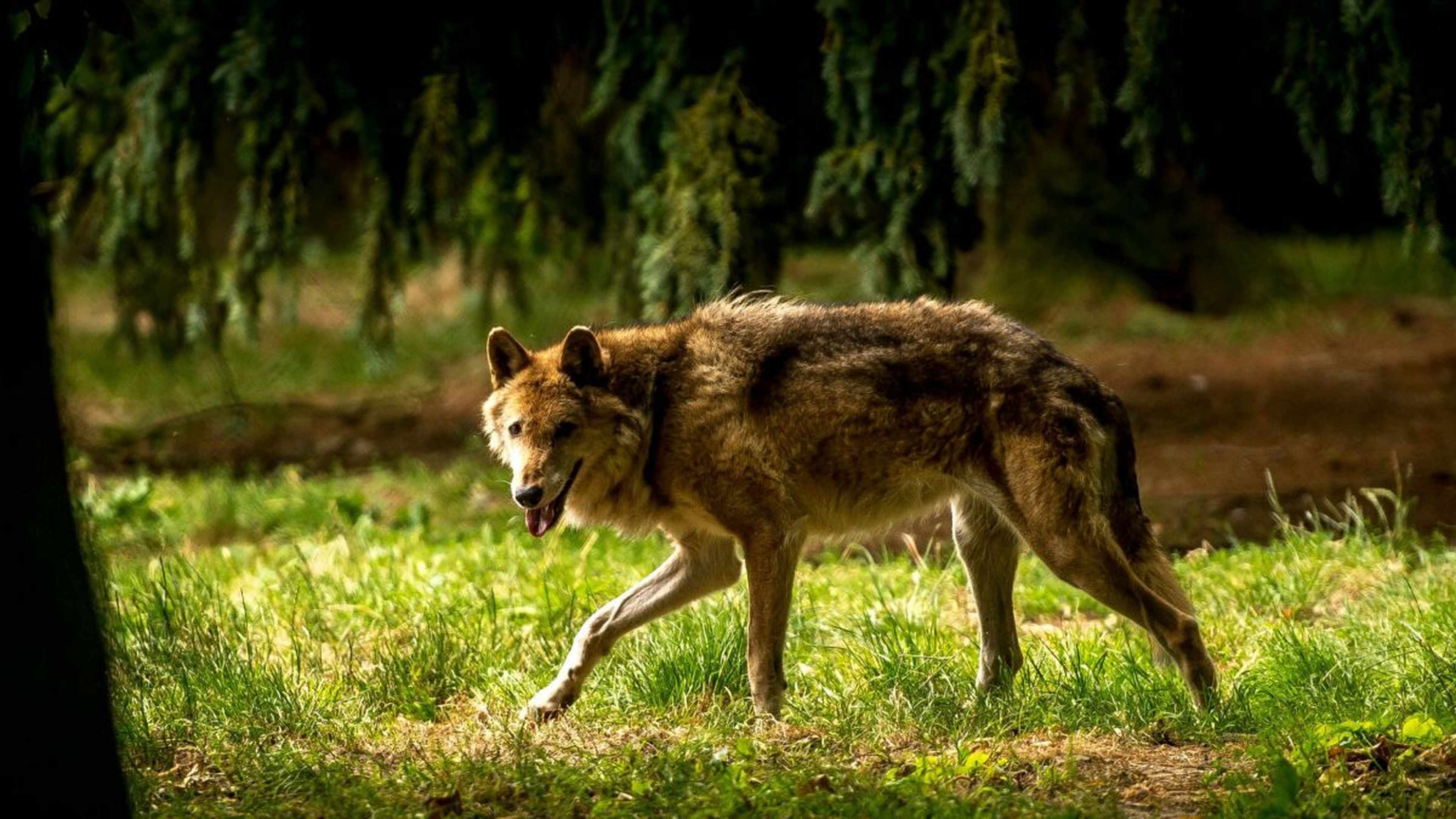 Que pensez-vous de l'arrivée du loup en Normandie?