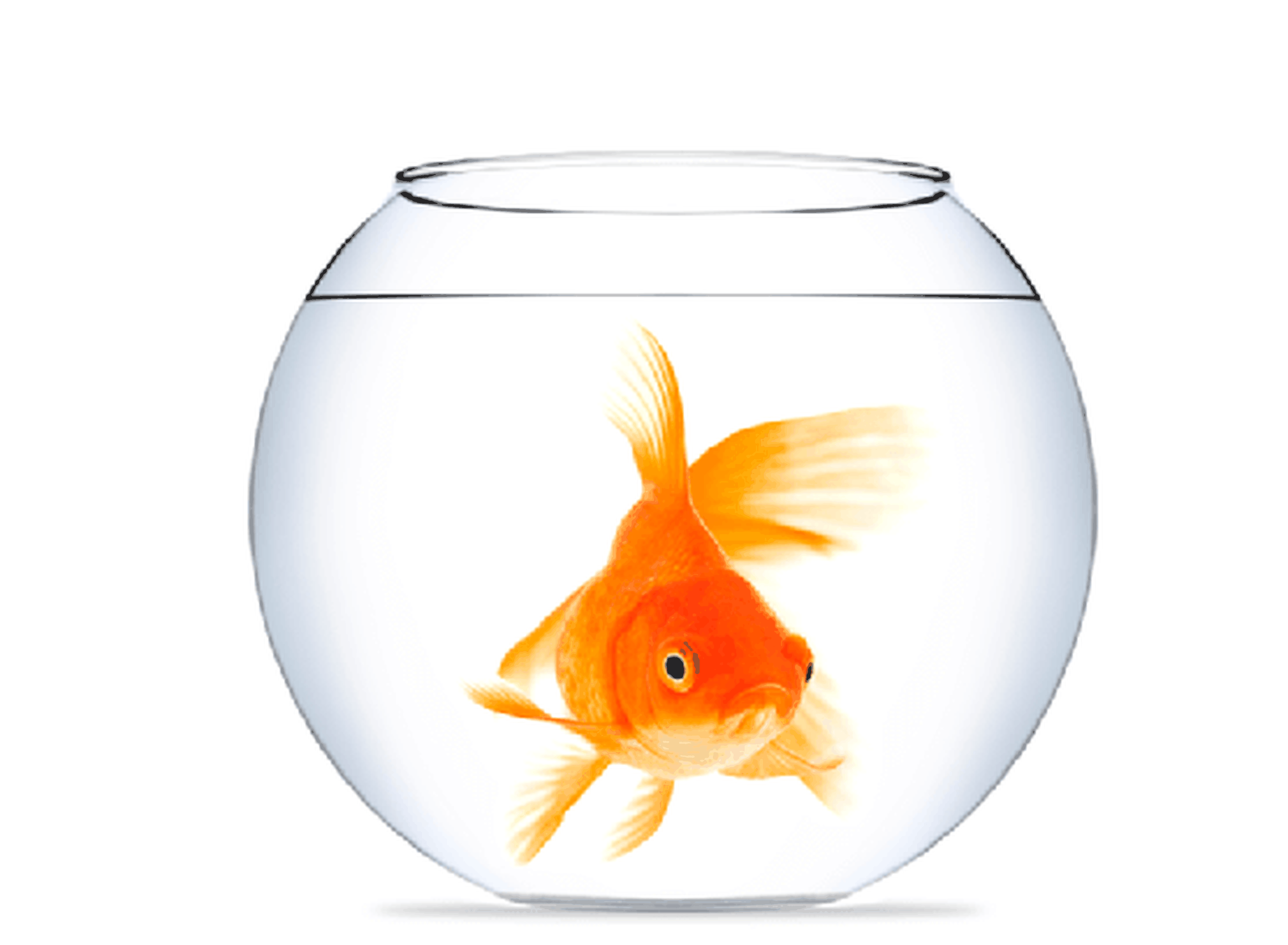 /assets/images/upload/Poisson-rouge.png