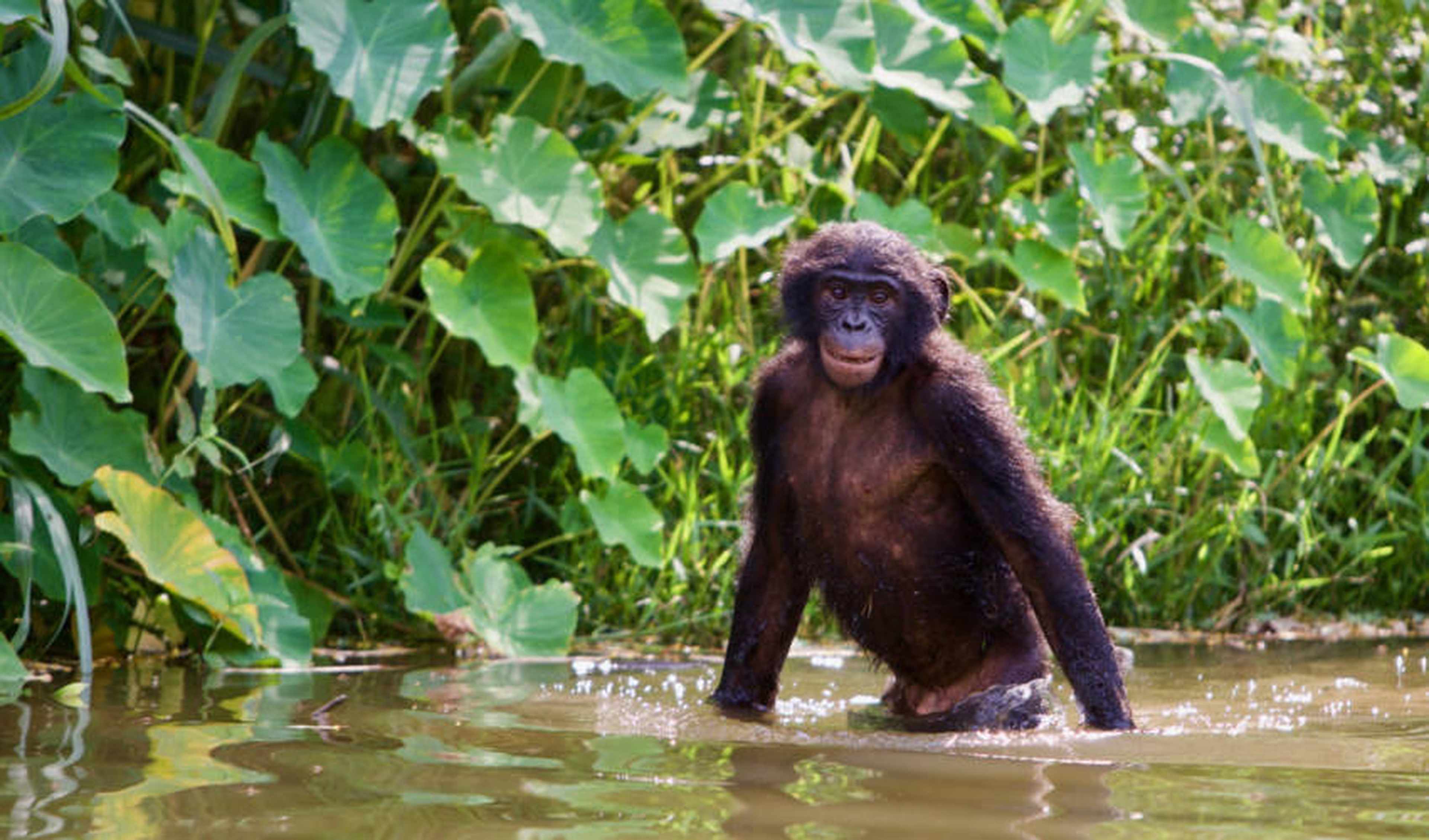 Êtes-vous troublé par notre ressemblance avec les singes?