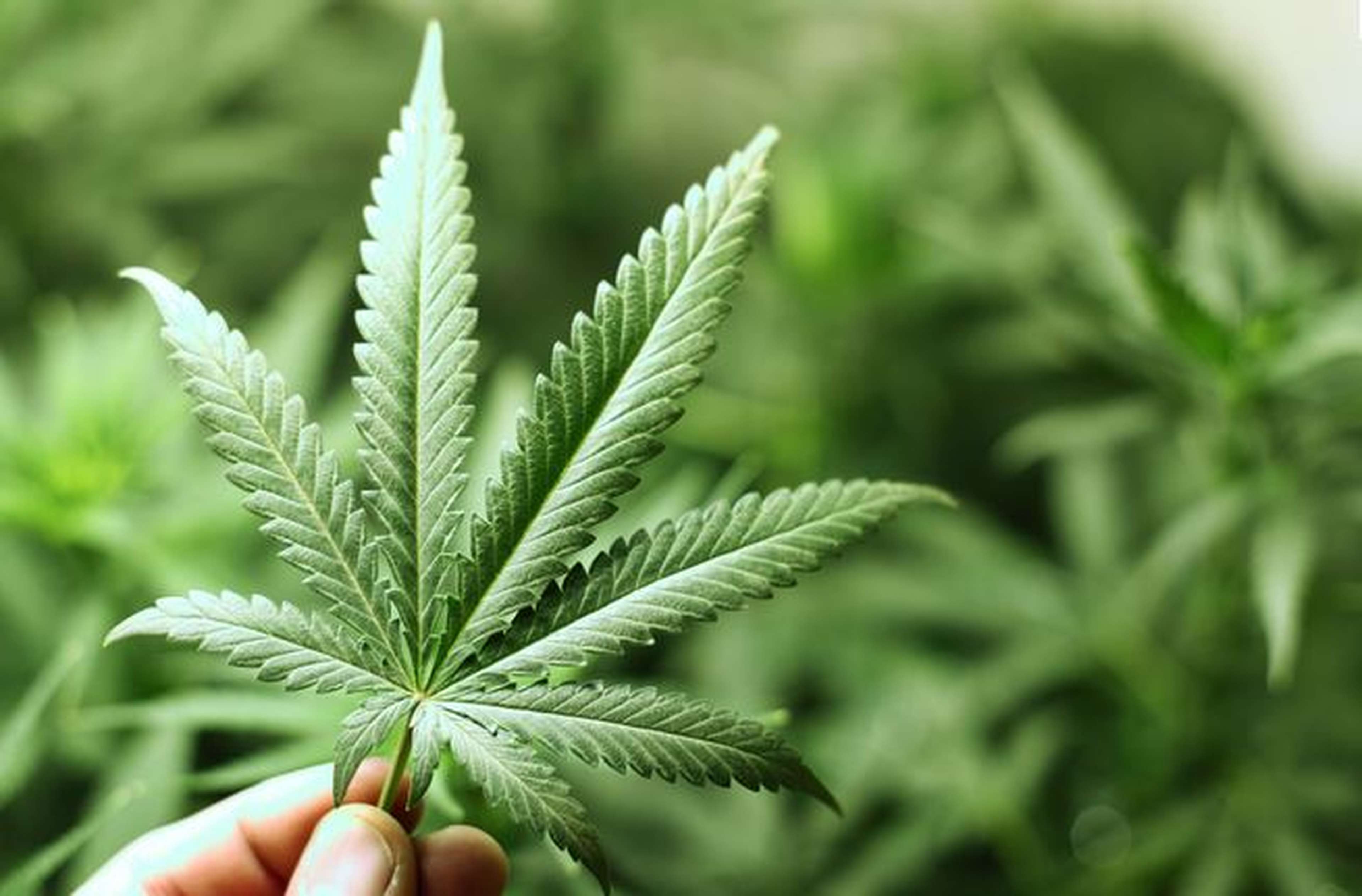 /assets/images/upload/cannabis1.jpg