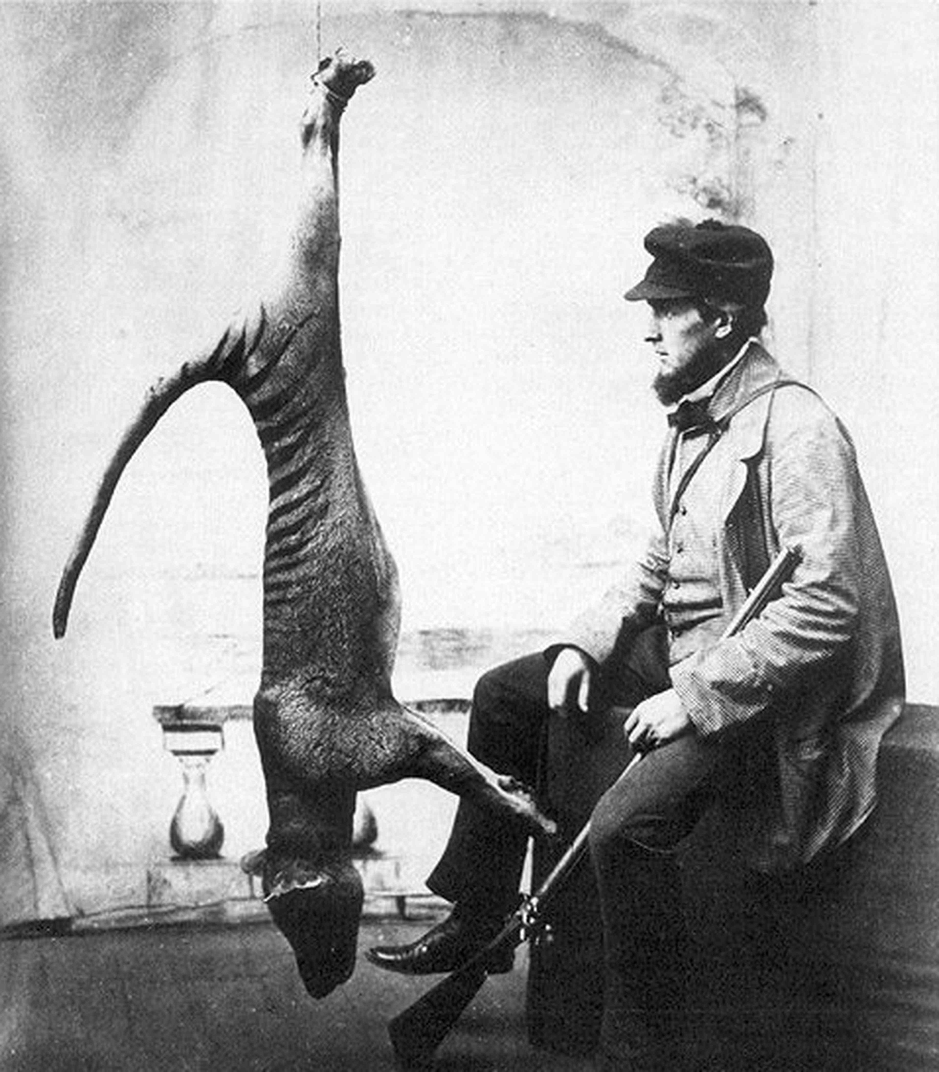 /assets/images/upload/Bagged_thylacine.jpg