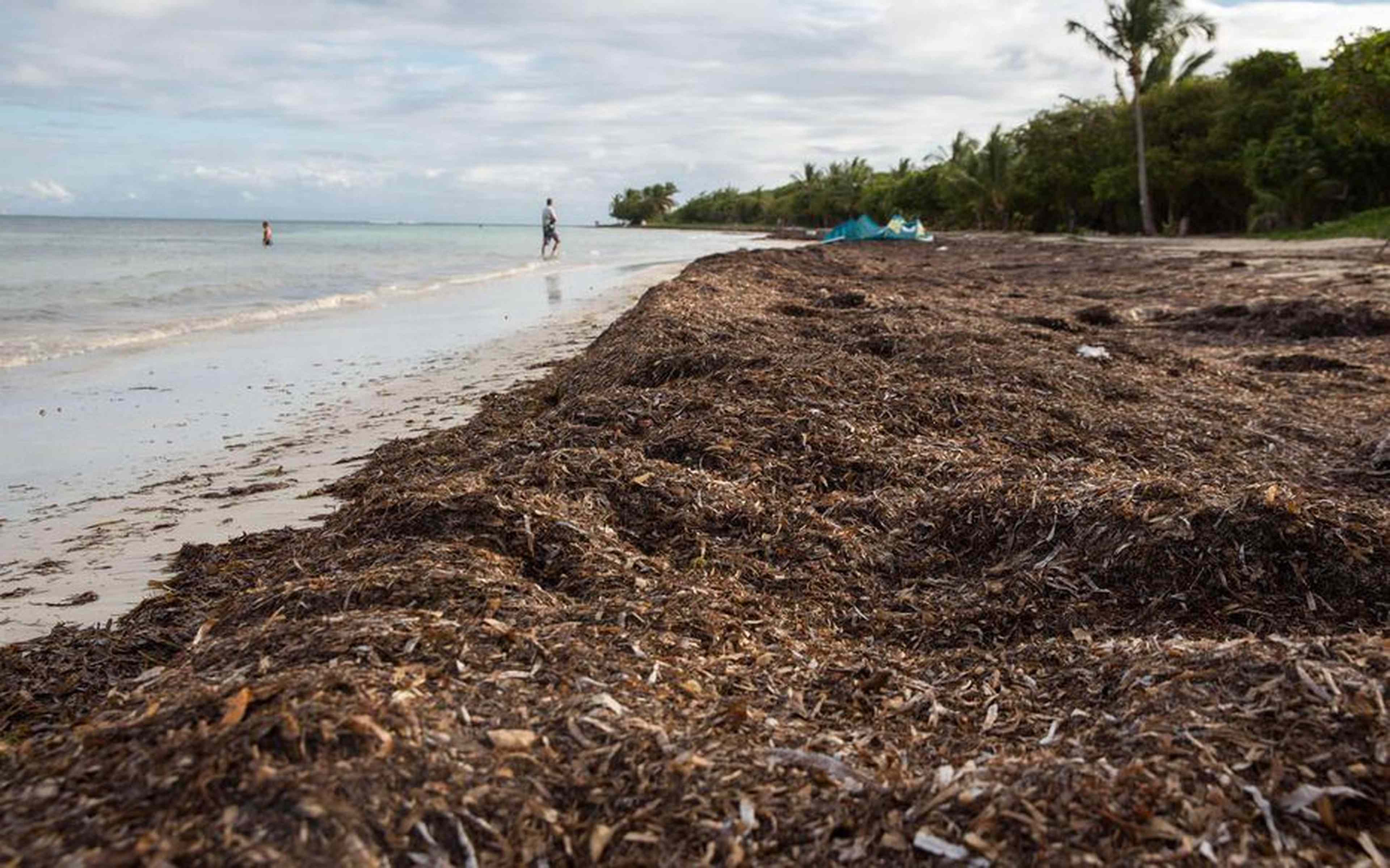 Que pensez-vous du problème des sargasses en Martinique?