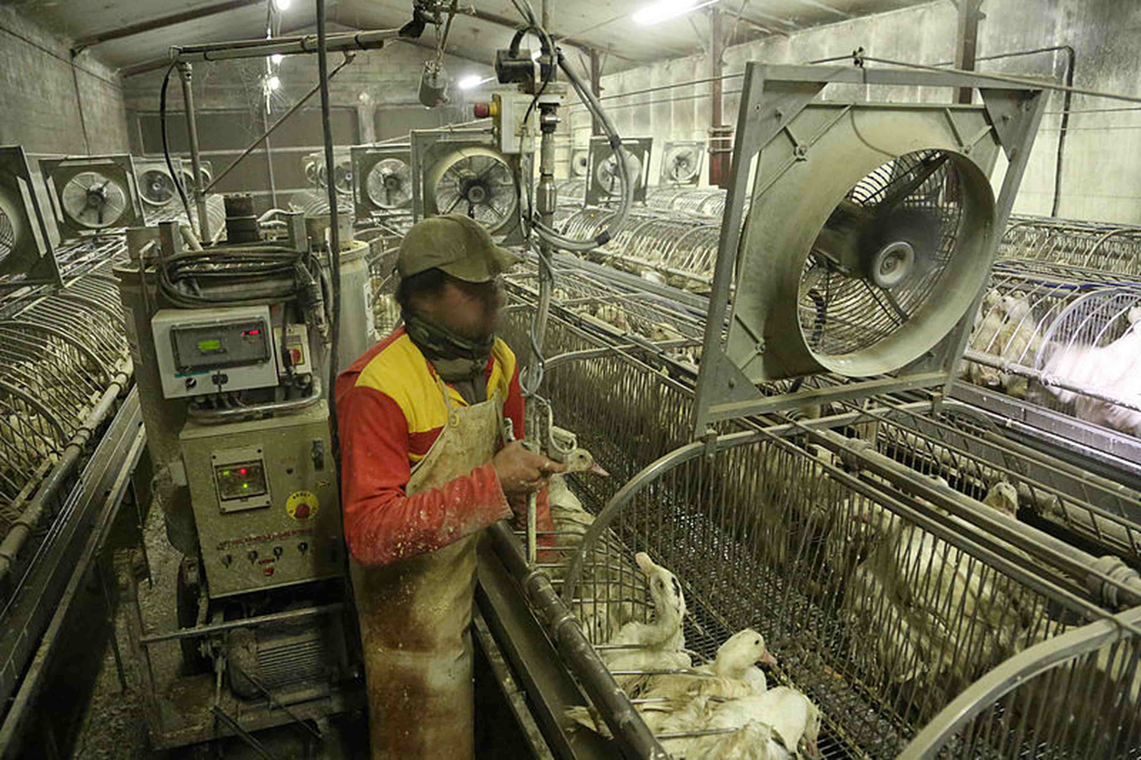 Comprenez-vous les boycotteurs de foie gras?